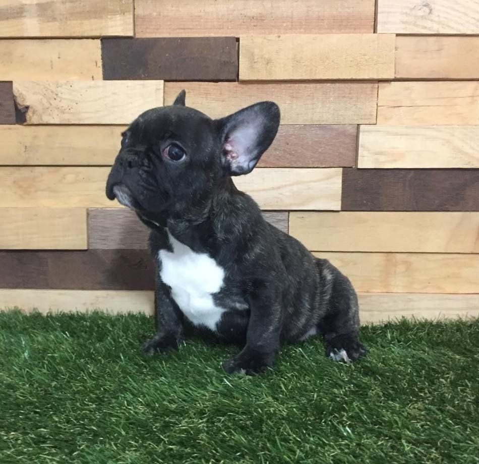 cachorro bulldog  frances
