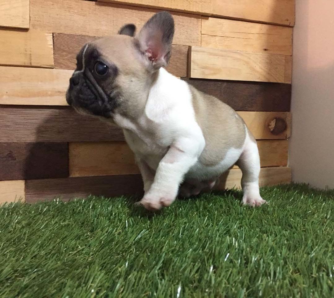 cachorro bulldog  frances