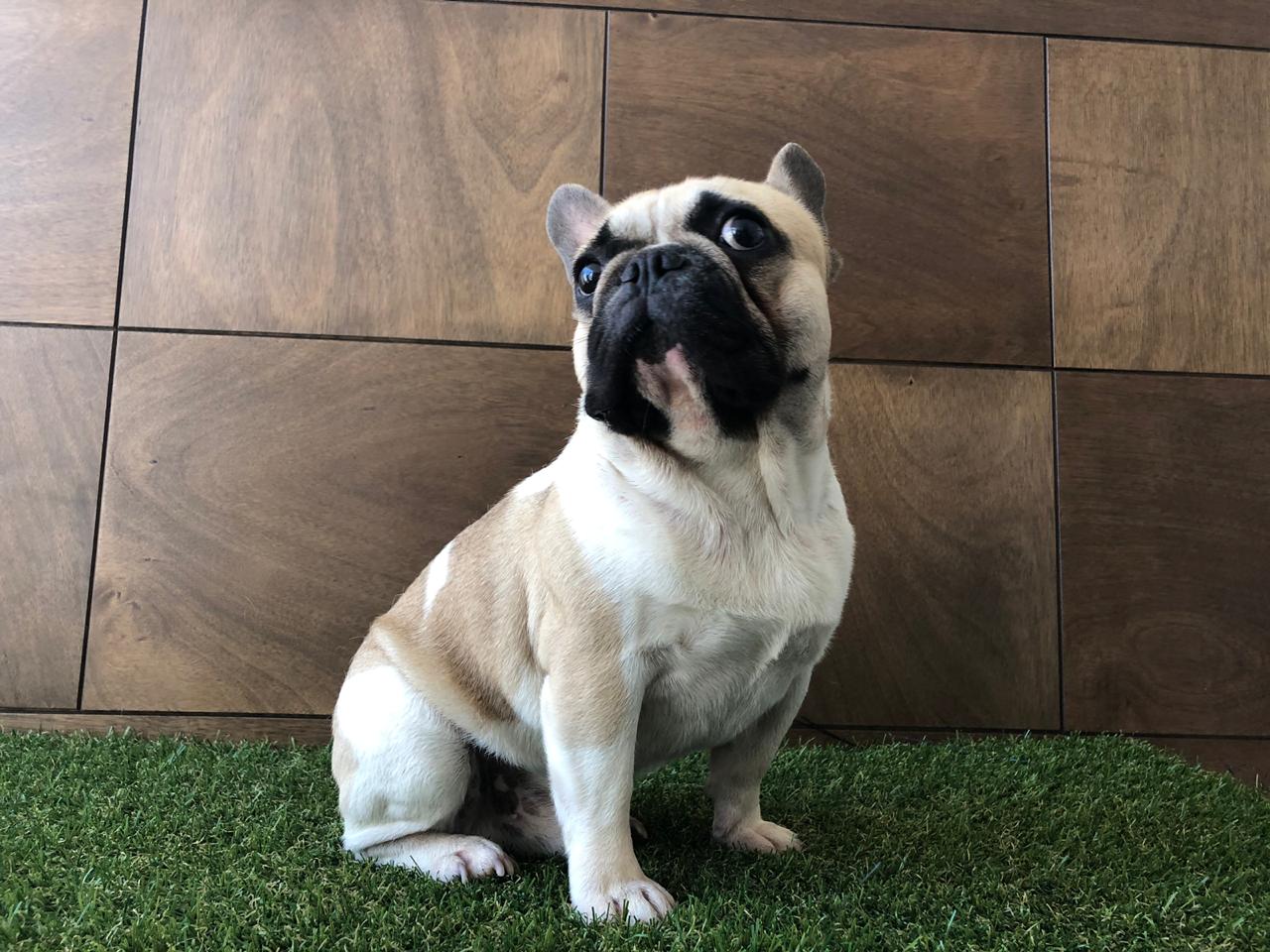 bulldog frances