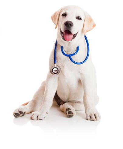 White Dog - Animal Health Center in Mirada, CA White Dog - Animal Health Center in Mirada, CA