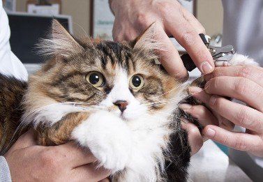 Cat - Animal Health Center in Mirada, CA Cat - Animal Health Center in Mirada, CA