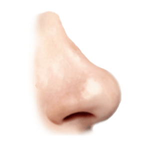 bulbous nose graphic
