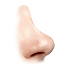 saddle nose illustration