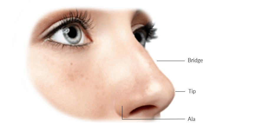 graphic of anatomy of the nose from oblique angle