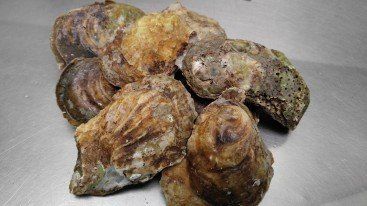 Malpeque Oysters from Prince Edwards Island