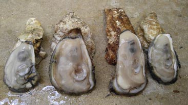 Fresh Oysters Fresh Oysters