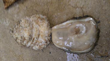 Maryland Chesapeake Oyster Maryland Chesapeake Oyster