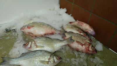 White Snapper - York Fish & Oyster CO. - York, PA