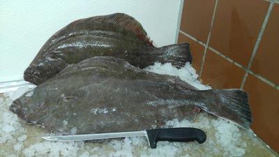 Jumbo Flounder - York Fish & Oyster CO. - York, PA