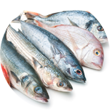 Porgies — Fresh Catch of the Week - York Fish & Oyster Co. - York, PA Porgies — Fresh Catch of the Week - York Fish & Oyster Co. - York, PA