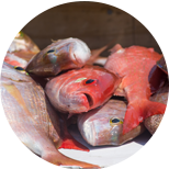 Snapper — Fresh Catch of the Week - York Fish & Oyster Co. - York, PA Snapper — Fresh Catch of the Week - York Fish & Oyster Co. - York, PA