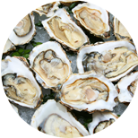 Oysters — Fresh Catch of the Week - York Fish & Oyster Co. - York, PA Oysters — Fresh Catch of the Week - York Fish & Oyster Co. - York, PA