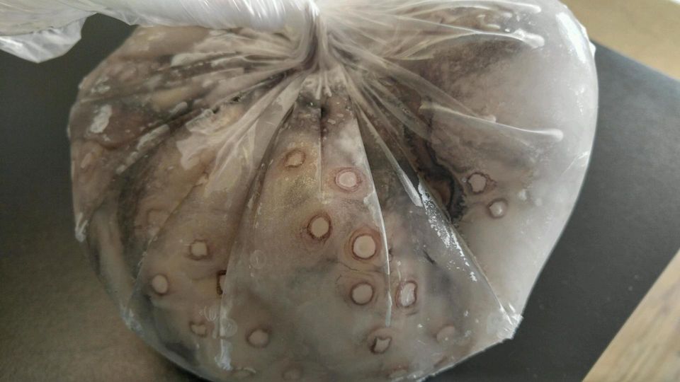 Squid — Octopus in York, PA