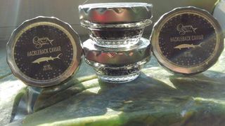Caviar fresh — Hackleback Caviar in York, PA Caviar fresh — Hackleback Caviar in York, PA