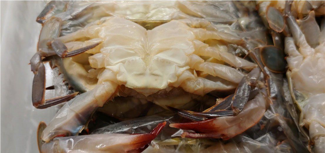Shellfish — Crab in York, PA Shellfish — Crab in York, PA