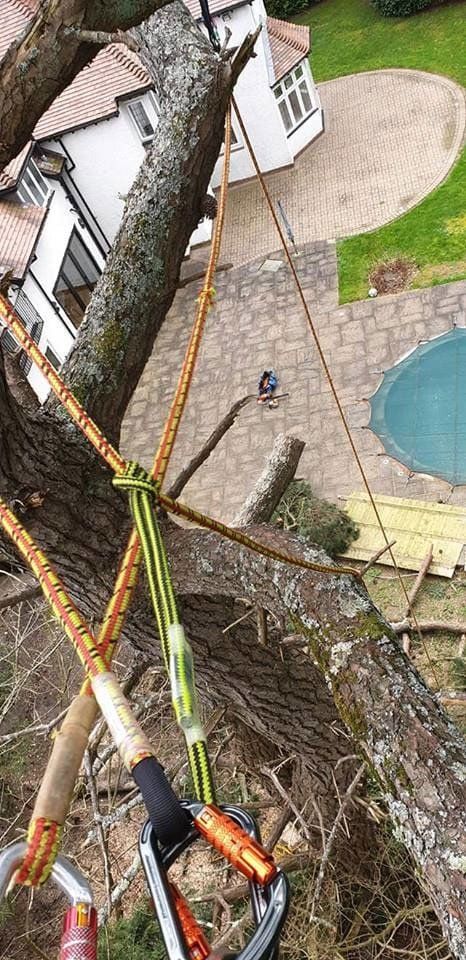 Tree surgery