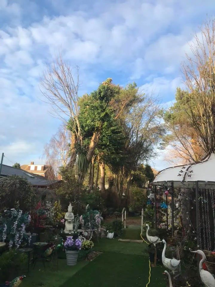 Damaged tree removal