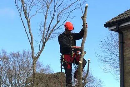 Tree surgery