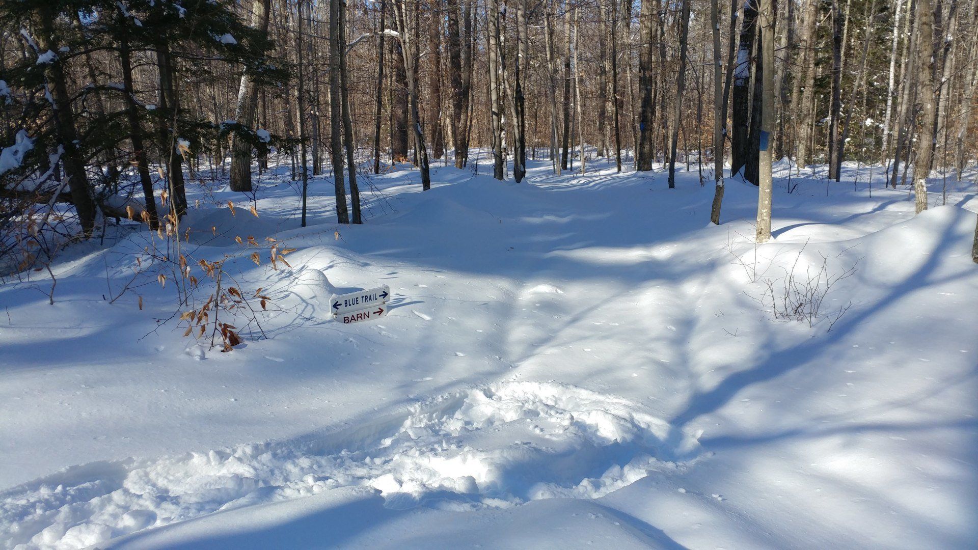 A snowy forest with trees covered in snow on a sunny day