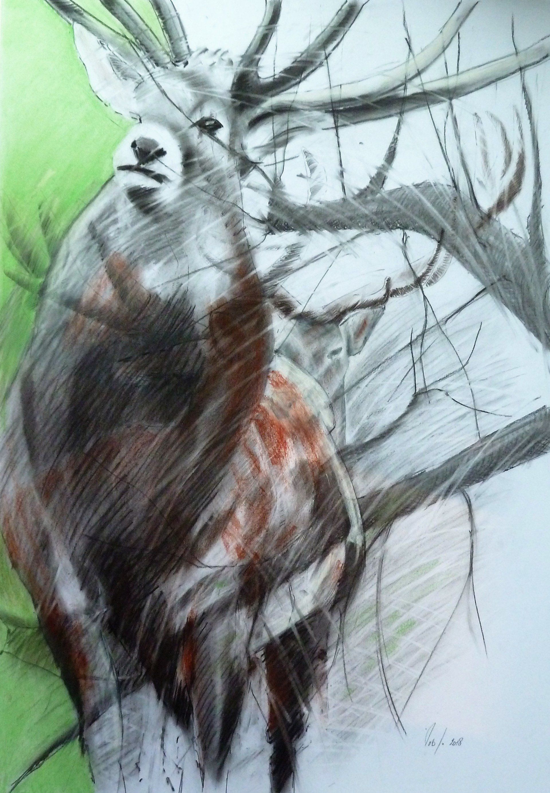 Aquarellskizze eines Hirsches mit Geweih in gedeckten Grau- und Brauntönen
