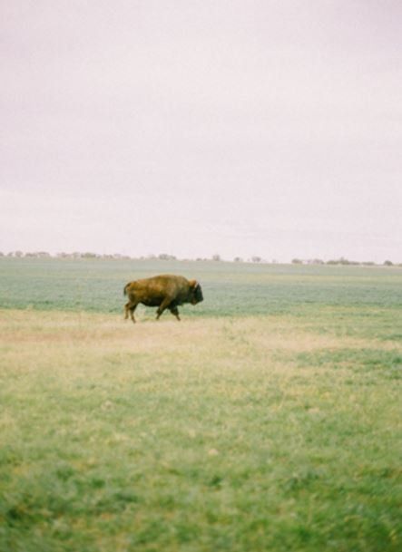 a bison is walking across a grassy field .