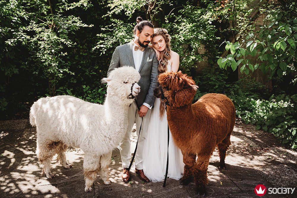 Een bruid en bruidegom poseren voor een foto met twee alpaca's.