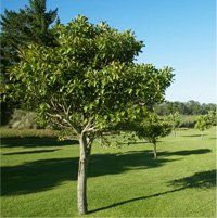 agriculture training - nottinghamshire - nottinghamshire proficiency tests - Trees agriculture-training-nottinghamshire-nottinghamshire-proficiency-tests-trees