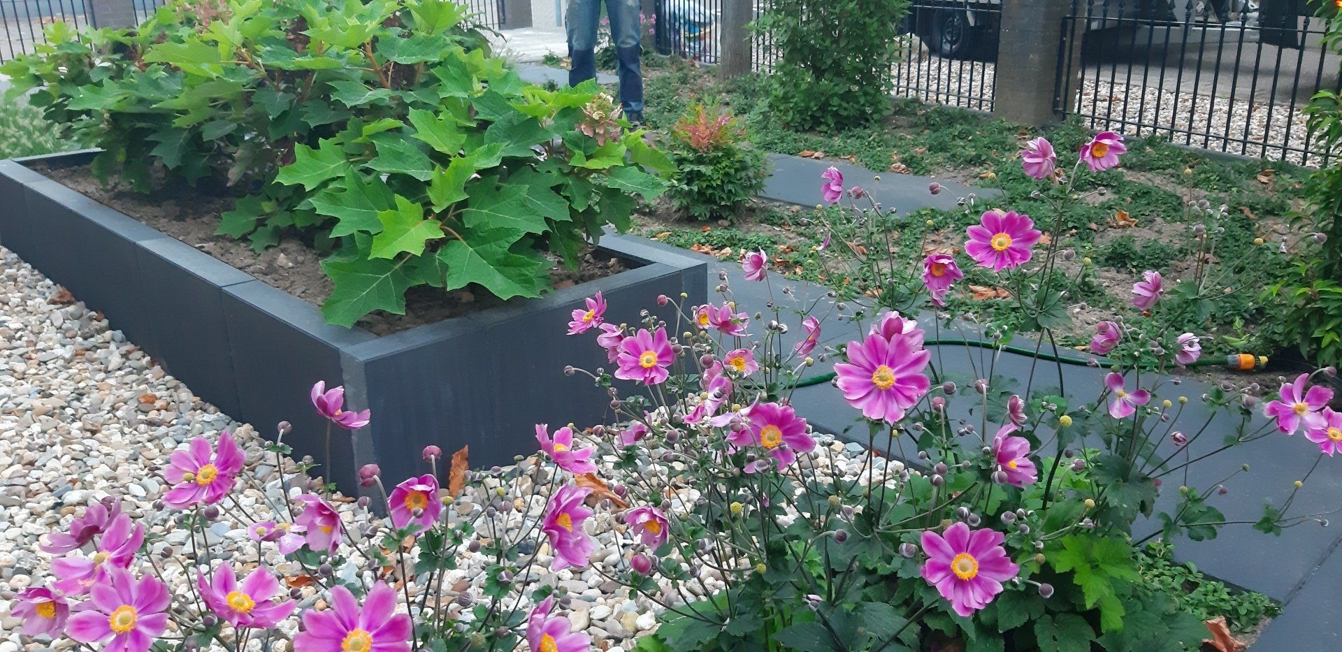 Bloempot met levendige roze bloemen op de voorgrond, weelderig groen blad en donkergrijze bloembak.