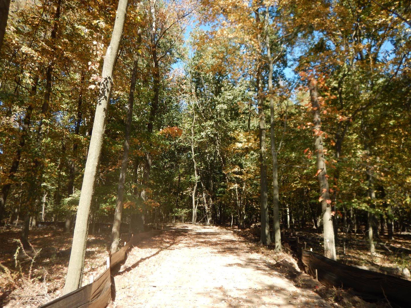 Trees on Property — Poughkeepsie, NY — OCS Industries, Inc.