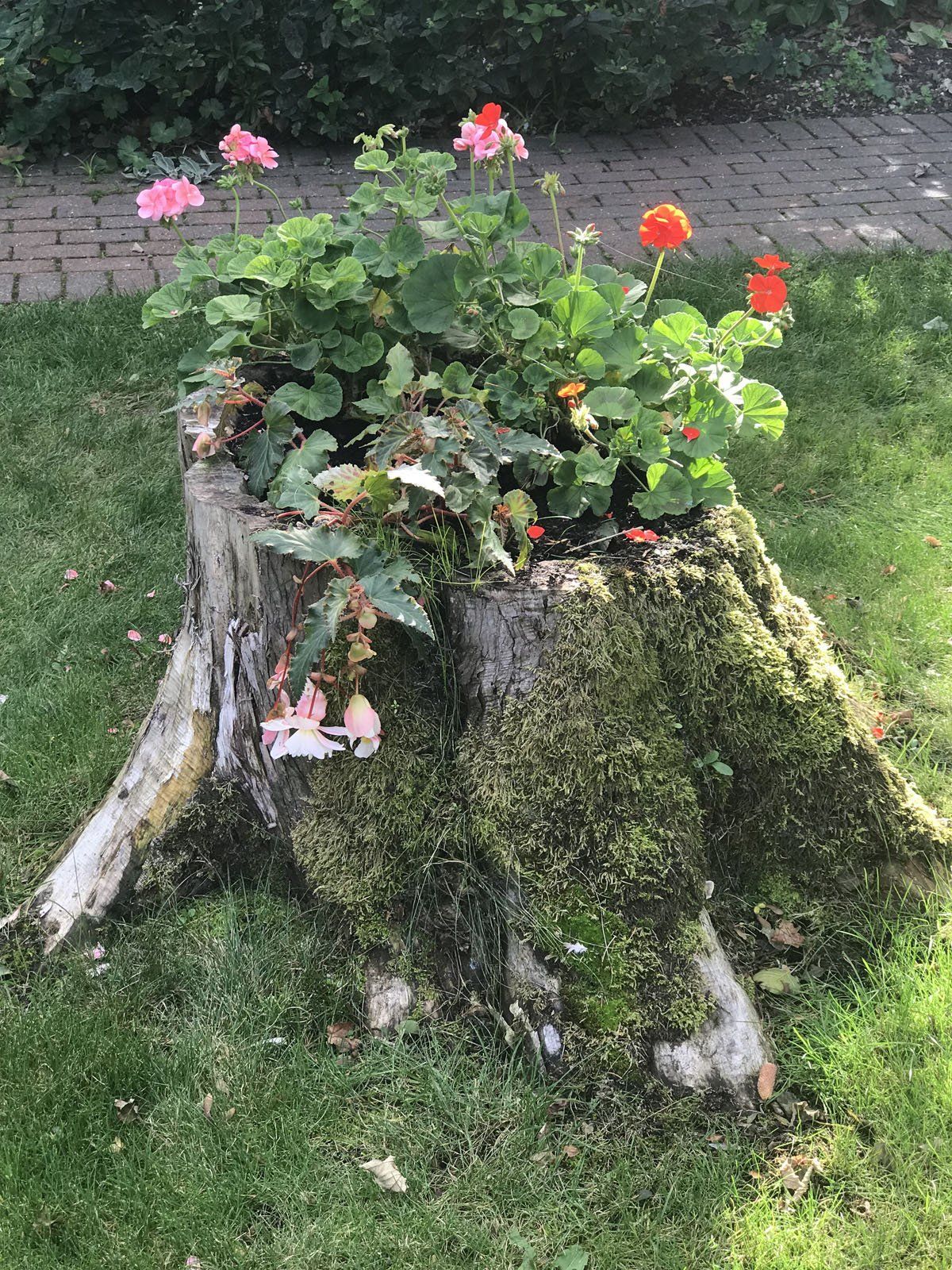 Garden 3
