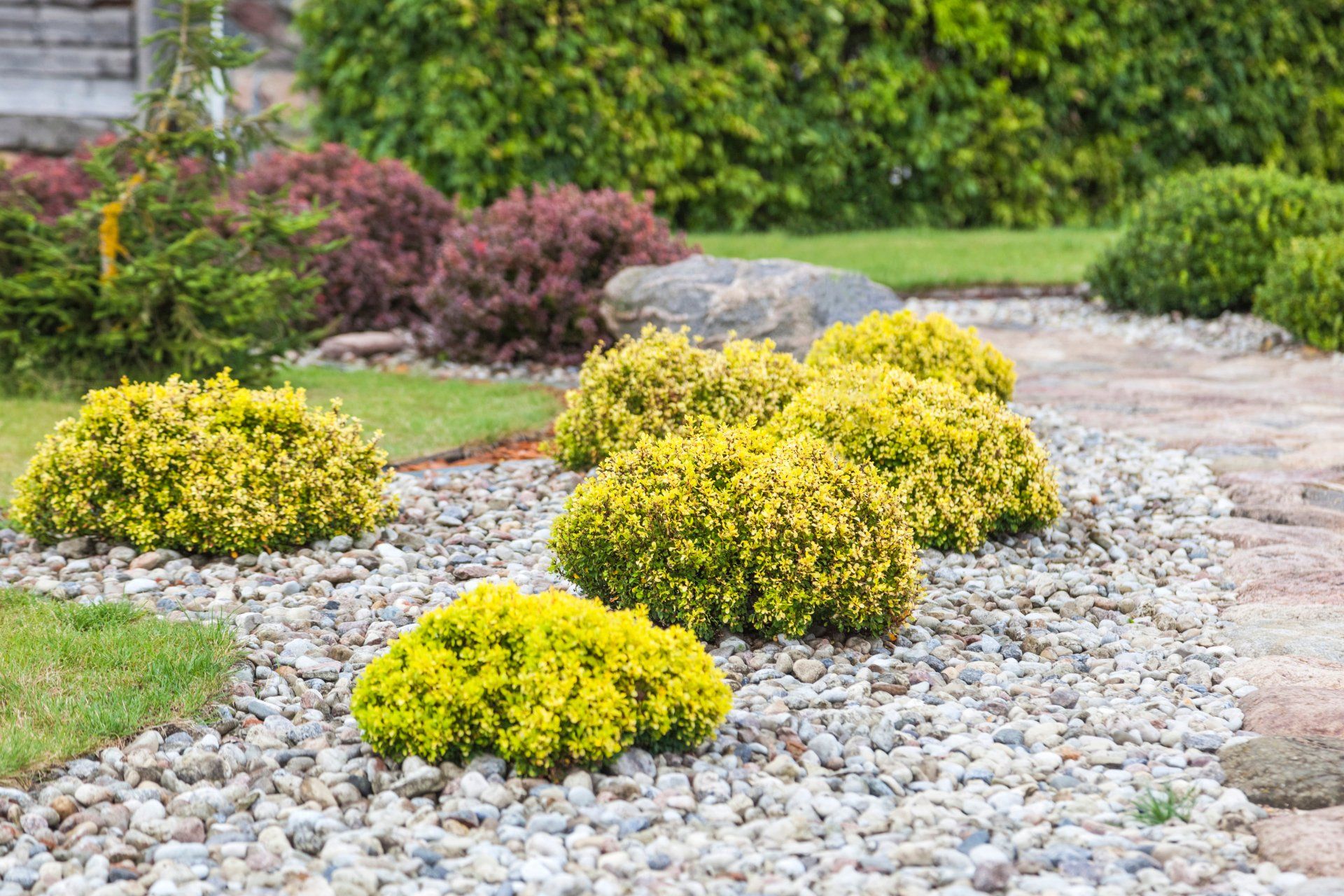 Yellow shrubs lining a gravel garden path with green lawn and bushes in the background
