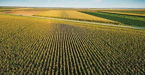 Crop Insurance — Cultivated Green Corn Field in Ferdinand, IN Crop Insurance — Cultivated Green Corn Field in Ferdinand, IN