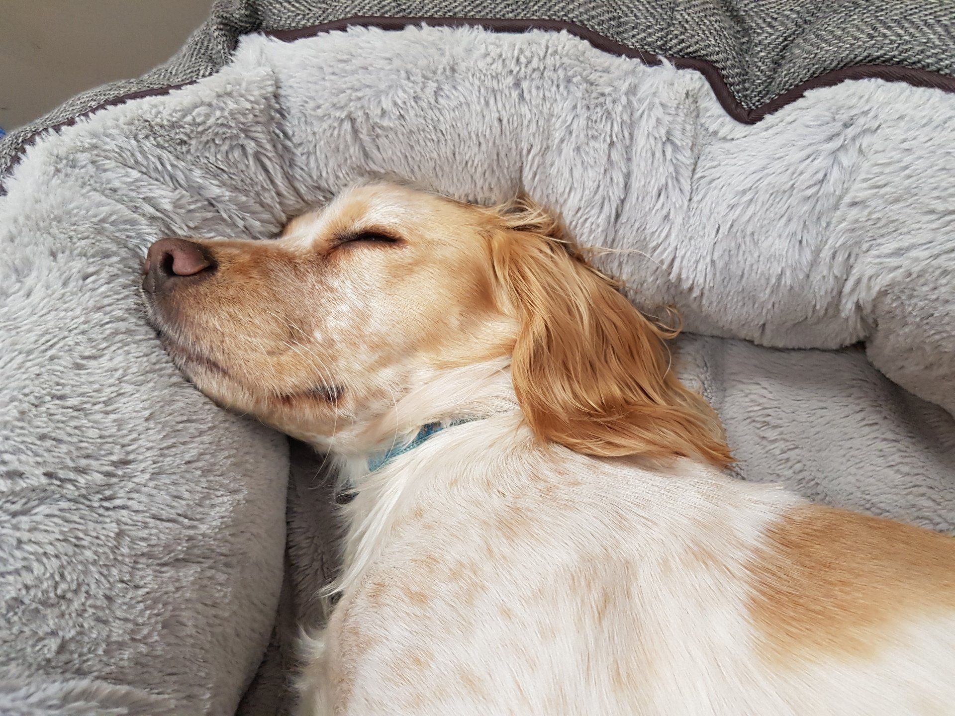 Being an office dog is very important work Bailey enjoys his work as an office dog