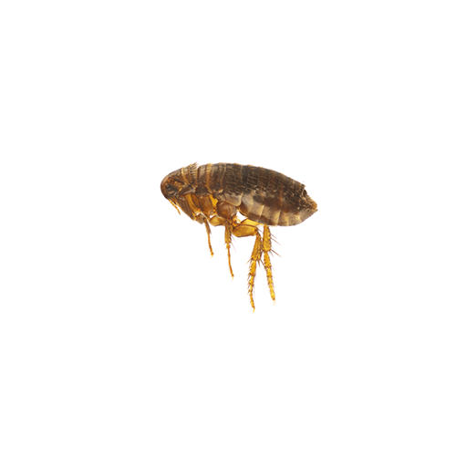 a close up of a flea on a white background .