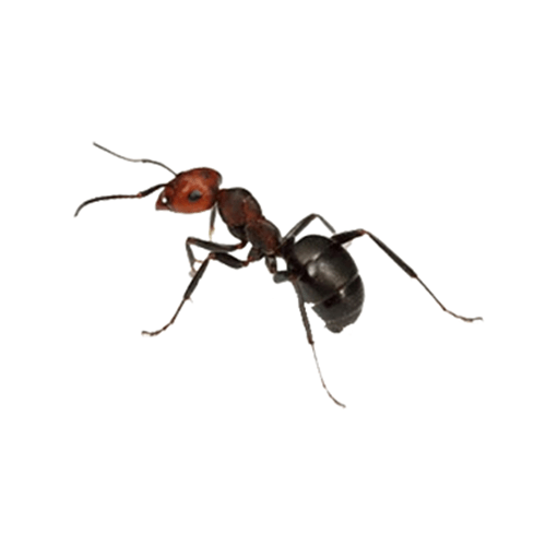 a close up of an ant on a white background .