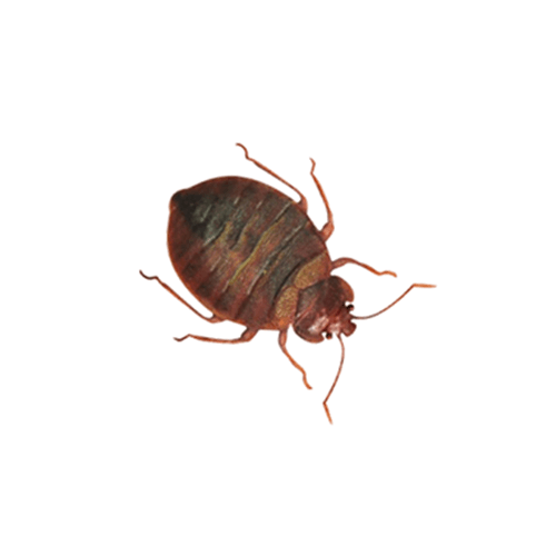a bed bug is sitting on a white surface .