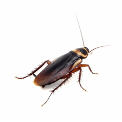 a cockroach is sitting on a white surface .