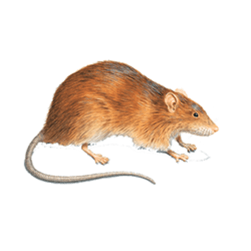 a brown rat with a long tail is standing on a white background .