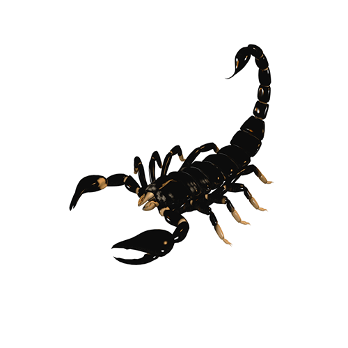 a black scorpion is crawling on a white background .