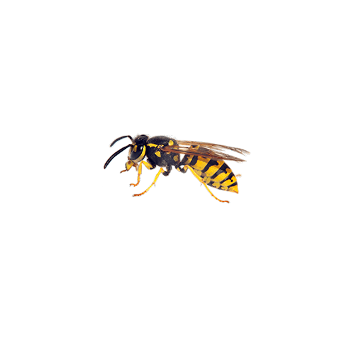 a close up of a wasp on a white background .