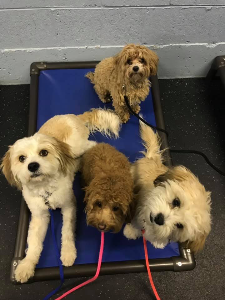 Lakeshore K9 Dogs