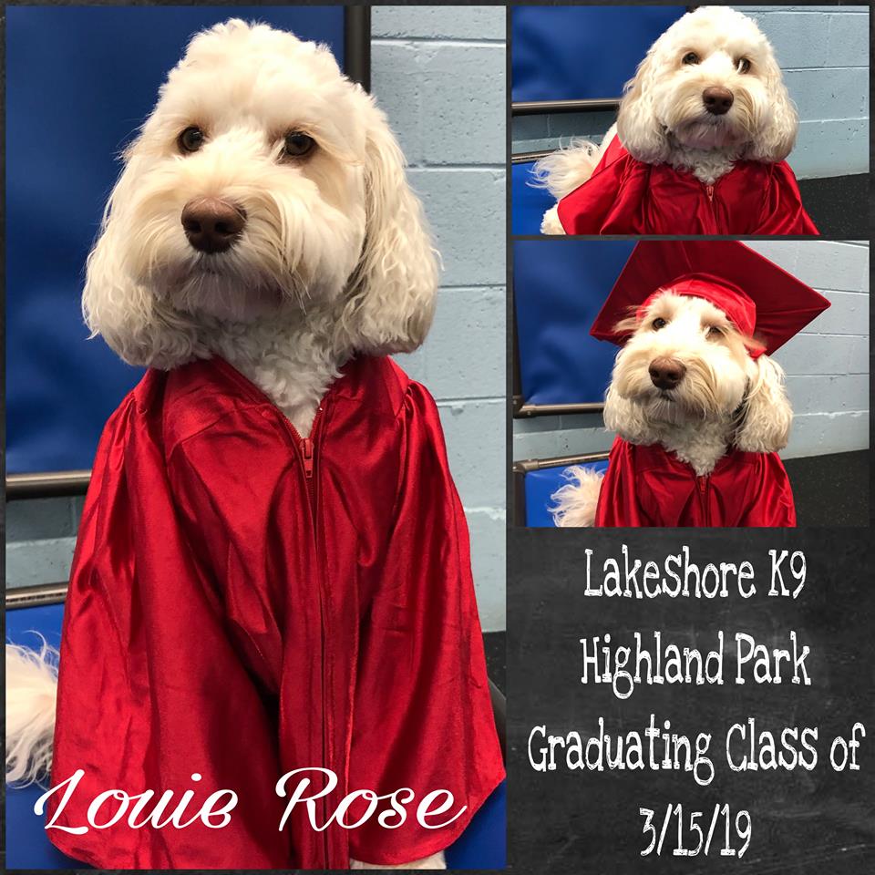 Lakeshore K9 Dogs
