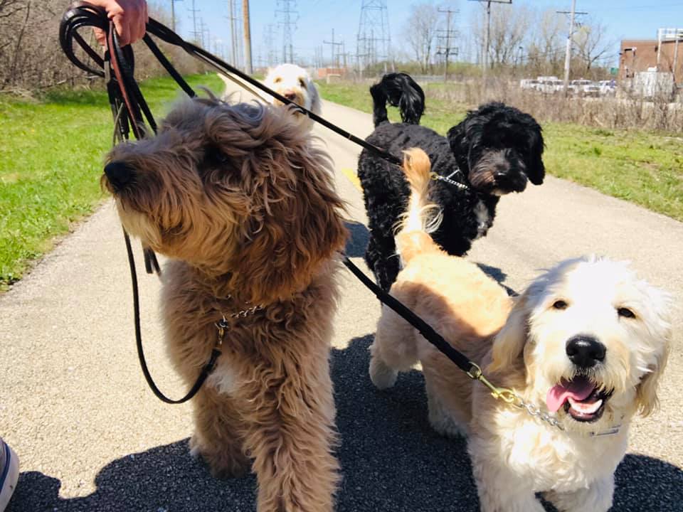 Lakeshore K9 Dogs