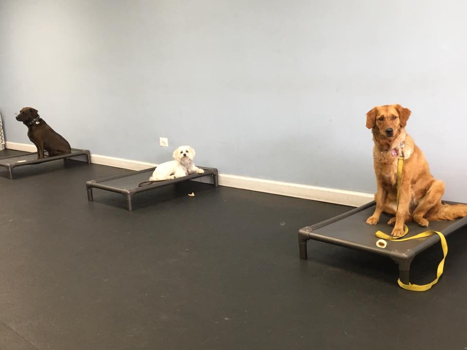 Lakeshore K9 Dogs