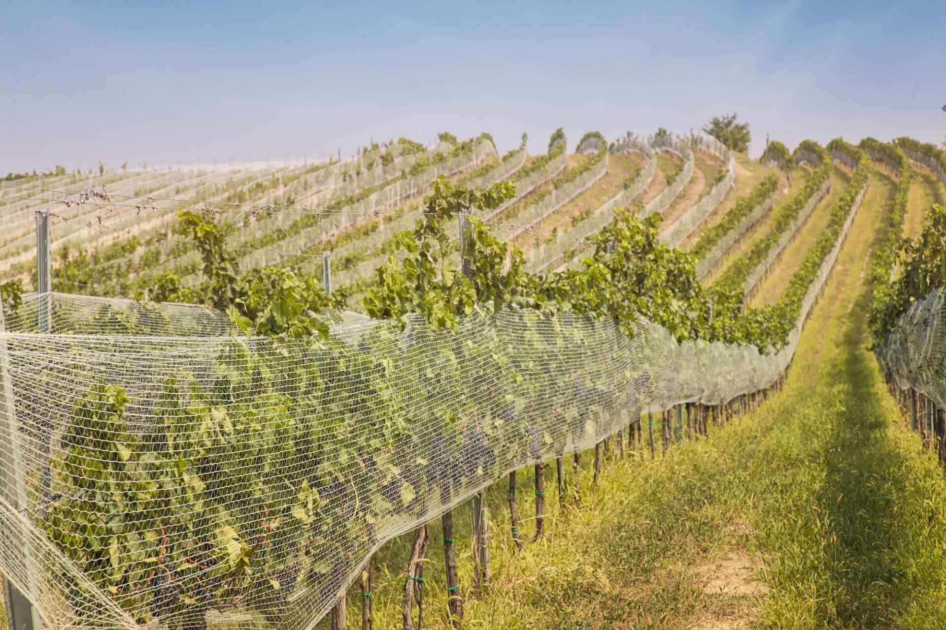 Vineyard rows, grapevines with netting, sunny day, green and brown landscape.