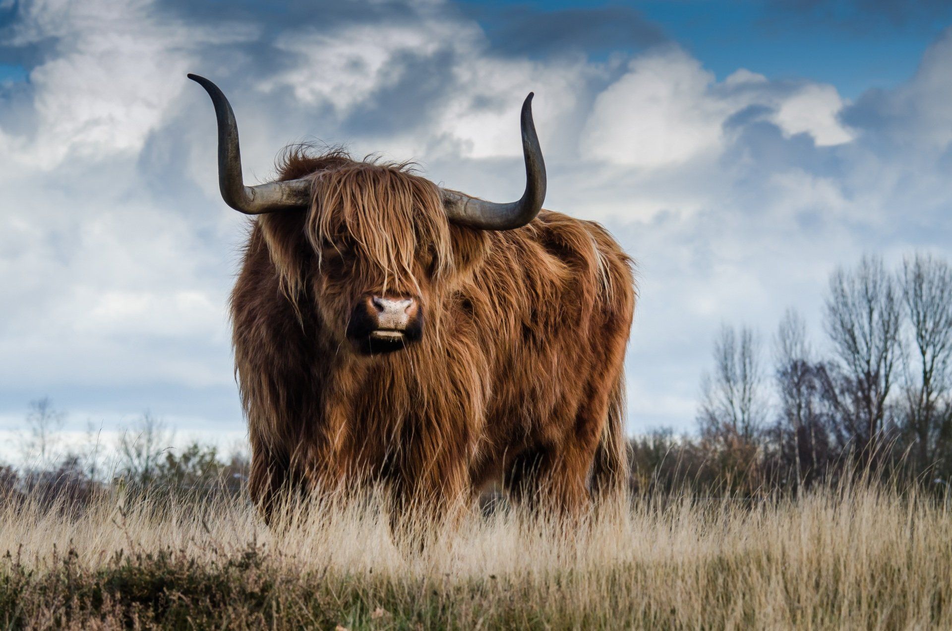 Ferdinands - På Døra!