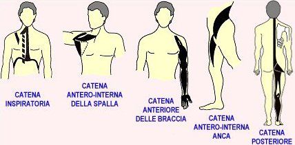 Diagramma muscolare