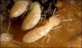 Residential Pest Control Services