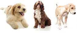 Learn More About Our Dog Boarding Services Three lovely dogs