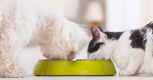 puppy and kitten drinking out of the same bowl